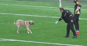 Beypazarı Spor - Başkent Fatih Spor Maçında İlginç Olay: Sahaya Köpek Girdi!